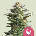 Amnesia Haze (Royal Queen Seeds) Feminiserade
