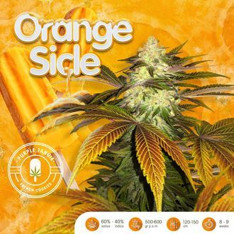 Orangesicle (T.H.Seeds) Feminiserade