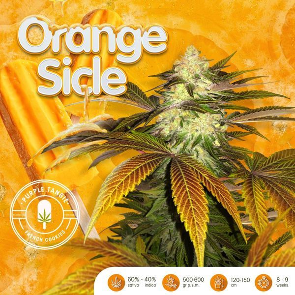 Orangesicle (T.H.Seeds) Feminiserade