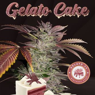 Gelato Cake (T.H. Seeds) feminiserade cannabisfr&ouml;n
