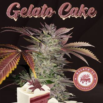 Gelato Cake (T.H.Seeds) Feminiserade