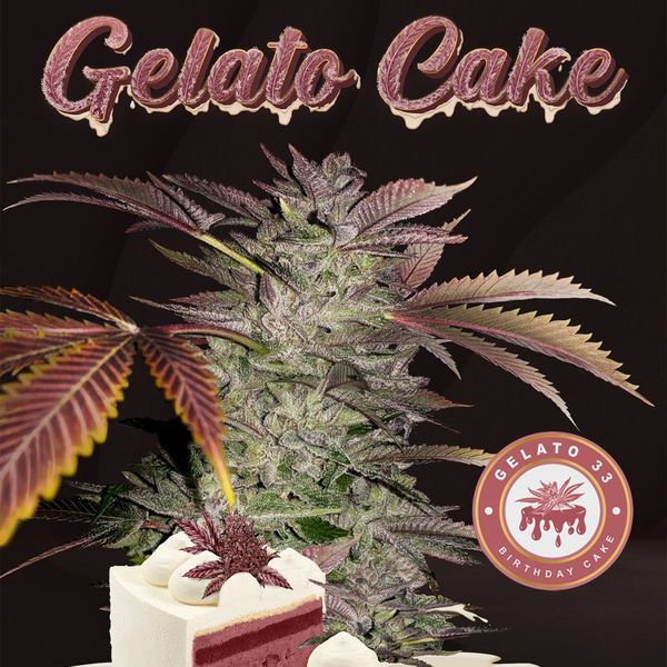 Gelato Cake (T.H.Seeds) Feminiserade