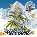 Mont Blanc (T.H.Seeds) Feminiserade