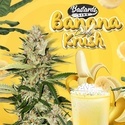 Banana Candy Krush (T.H.Seeds) Feminiserade
