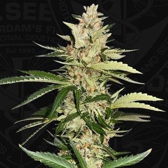 Banana Candy Krush (T.H.Seeds) Feminiserade