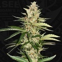 Banana Candy Krush (T.H.Seeds) Feminiserade