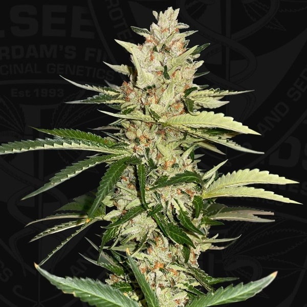 Banana Candy Krush (T.H.Seeds) Feminiserade