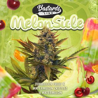 Melonsicle (T.H.Seeds) feminiserade