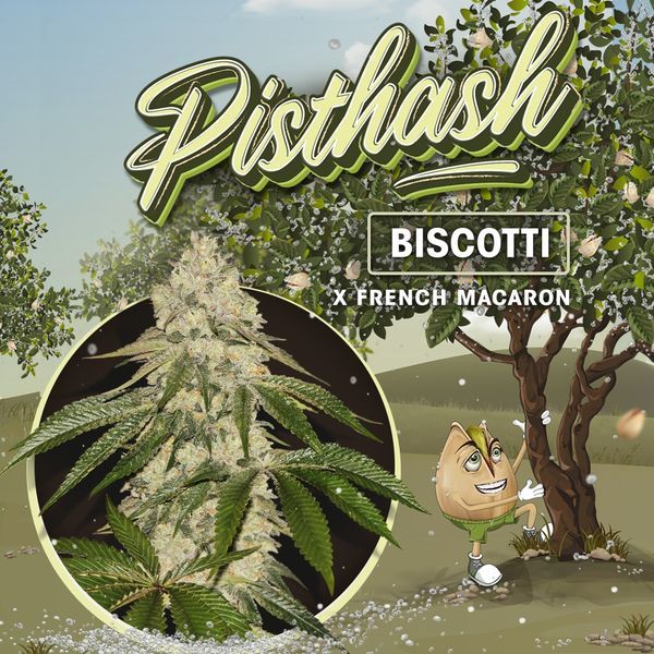 Pisthash (T.H.Seeds) Feminiserade