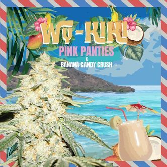 WY-KIKI (T.H.Seeds) feminiserade