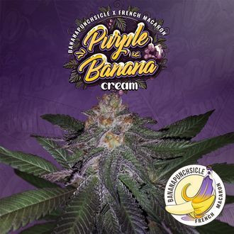 Purple Banana Cream (T.H.Seeds) Feminiserade
