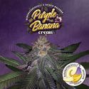 Purple Banana Cream (T.H.Seeds) Feminiserade