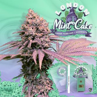 London Mint Cake (T.H.Seeds) feminiserade cannabisfr&ouml;n