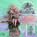 London Mint Cake (T.H. Seeds) Feminiserade