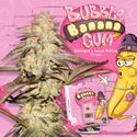 BubbleBananaGum (T.H.Seeds) Feminiserade