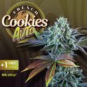 Auto French Cookies (T.H.Seeds) Feminiserade