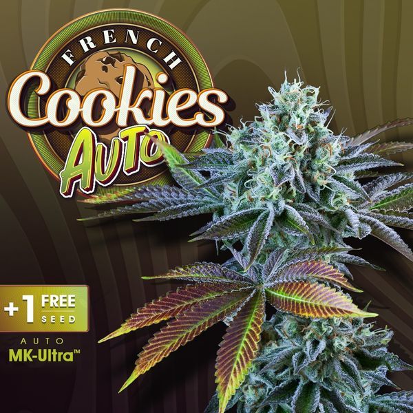 Auto French Cookies (T.H.Seeds) Feminiserade