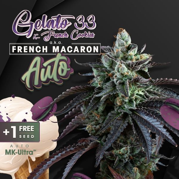 automatisk French Macaron (T.H.Seeds) Feminiserade