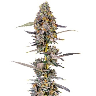 Cherry Mac Muffin (Growers Choice) feminiserade