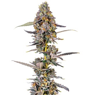 Cherry Mac Muffin (Growers Choice) Feminiserade