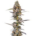 Cherry Mac Muffin (Growers Choice) Feminiserade