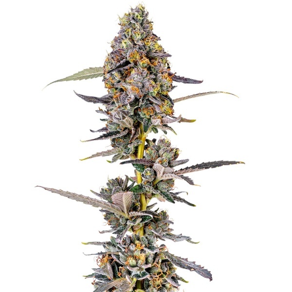 Cherry Mac Muffin (Growers Choice) Feminiserade