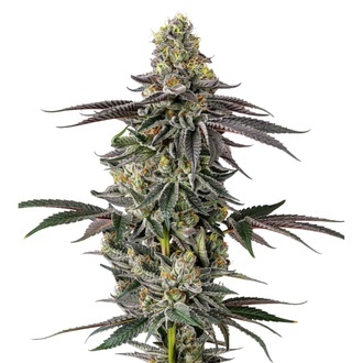 Original Oz (Growers Choice) Feminiserade