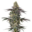 Original Oz (Growers Choice) Feminiserade