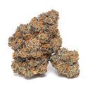 King Louis Garcia (Growers Choice) Feminiserade