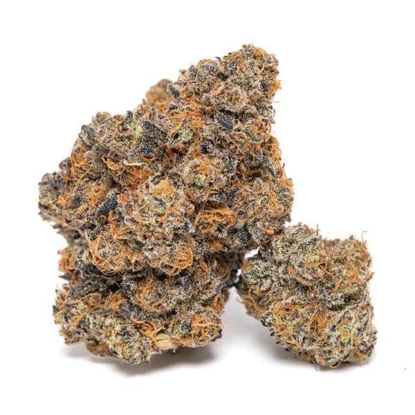 King Louis Garcia (Growers Choice) Feminiserade