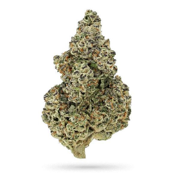 Crazy Roses Fast Version (Growers Choice) Feminiserade