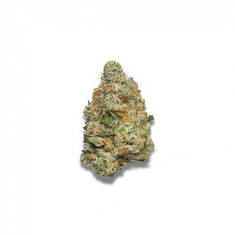Apple Fritter Autoflower (Growers Choice) feminiserade cannabisfr&ouml;n