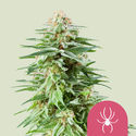 White Widow (Royal Queen Seeds) Feminiserade
