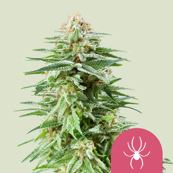 White Widow (Royal Queen Seeds) Feminiserade