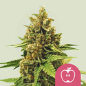 Apple Fritter (Royal Queen Seeds) Feminiserade