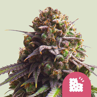 Biscotti (Royal Queen Seeds) Feminiserade