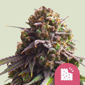 Biscotti (Royal Queen Seeds) Feminiserade
