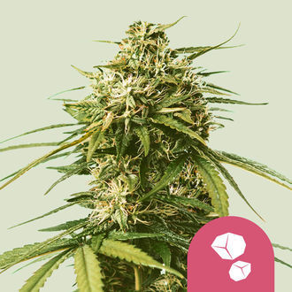 Gushers (Royal Queen Seeds) Feminiserade