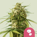 Gushers (Royal Queen Seeds) Feminiserade