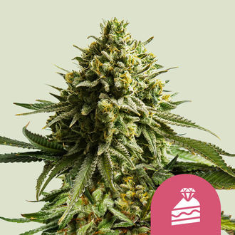 Wedding Cake (Royal Queen Seeds) Feminiserade