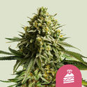 Wedding Cake (Royal Queen Seeds) Feminiserade