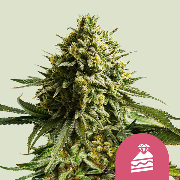 Wedding Cake (Royal Queen Seeds) Feminiserade