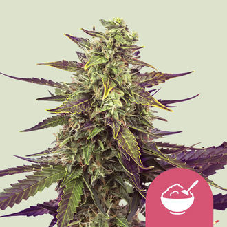 Cereal Milk (Royal Queen Seeds) Feminiserade