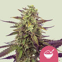 Cereal Milk (Royal Queen Seeds) Feminiserade