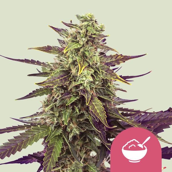 Cereal Milk (Royal Queen Seeds) Feminiserade