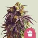 Sundae Driver (Royal Queen Seeds) Feminiserade