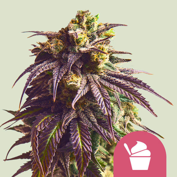 Sundae Driver (Royal Queen Seeds) Feminiserade