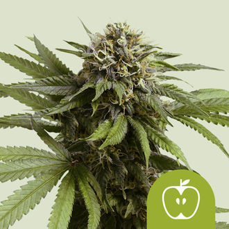 Apple Fritter Autoflower (Royal Queen Seeds) Feminiserade