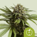 Apple Fritter Autoflower (Royal Queen Seeds) Feminiserade