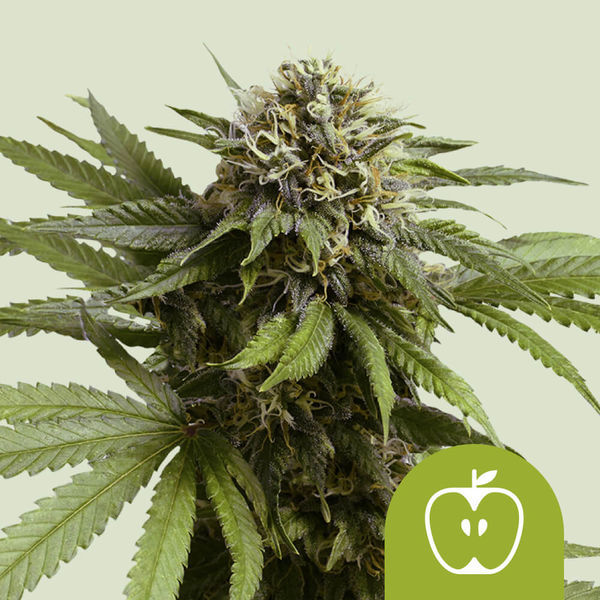 Apple Fritter Autoflower (Royal Queen Seeds) Feminiserade